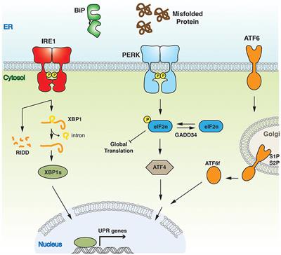 Structure and Molecular Mechanism of ER Stress ... - Frontiers